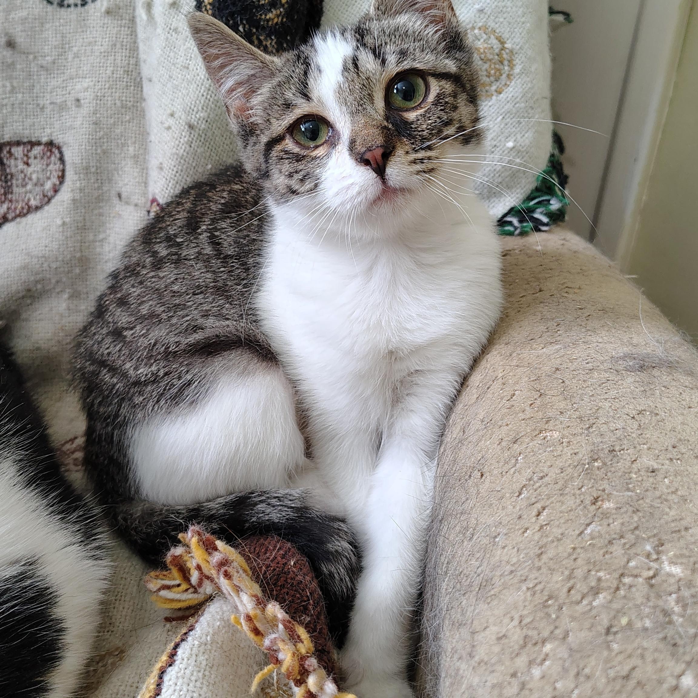 Rain, a Adoptable Domestic Short Hair in Buffalo, NY image 3/3