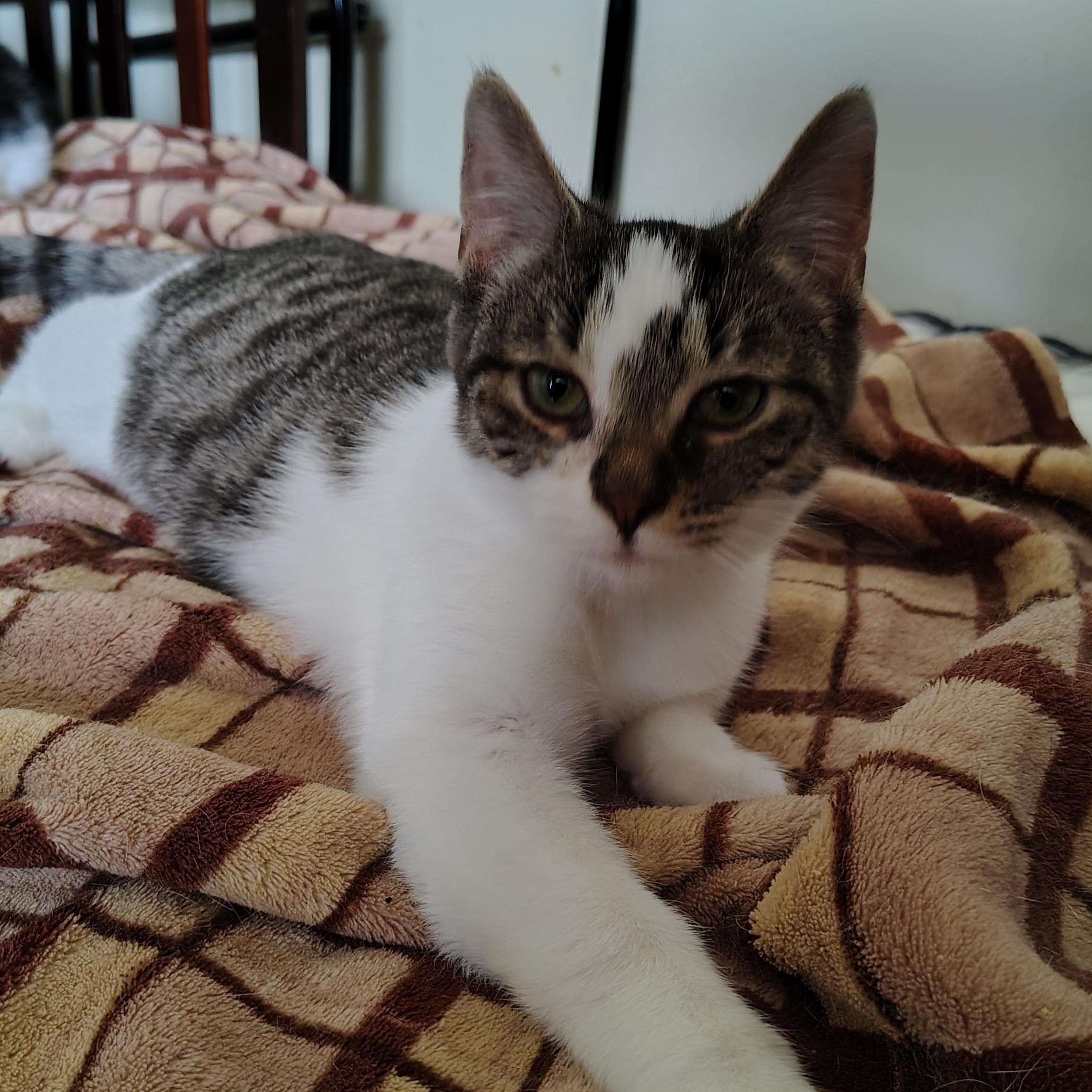 Rain, a Adoptable Domestic Short Hair in Buffalo, NY image 1/3