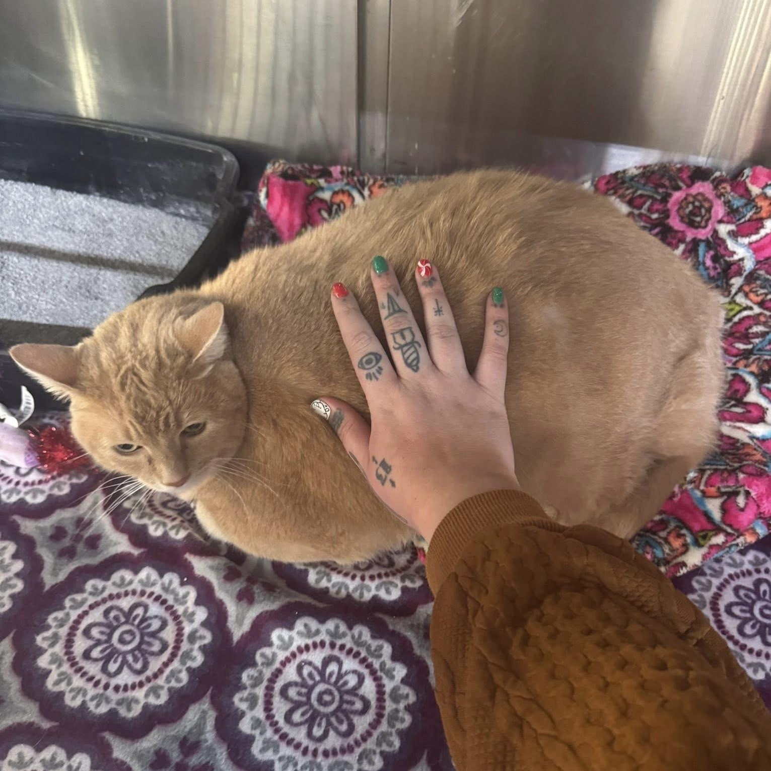 Enlarge Carson, a ADOPTABLE mixed breed in Henderson, KY image 2/2