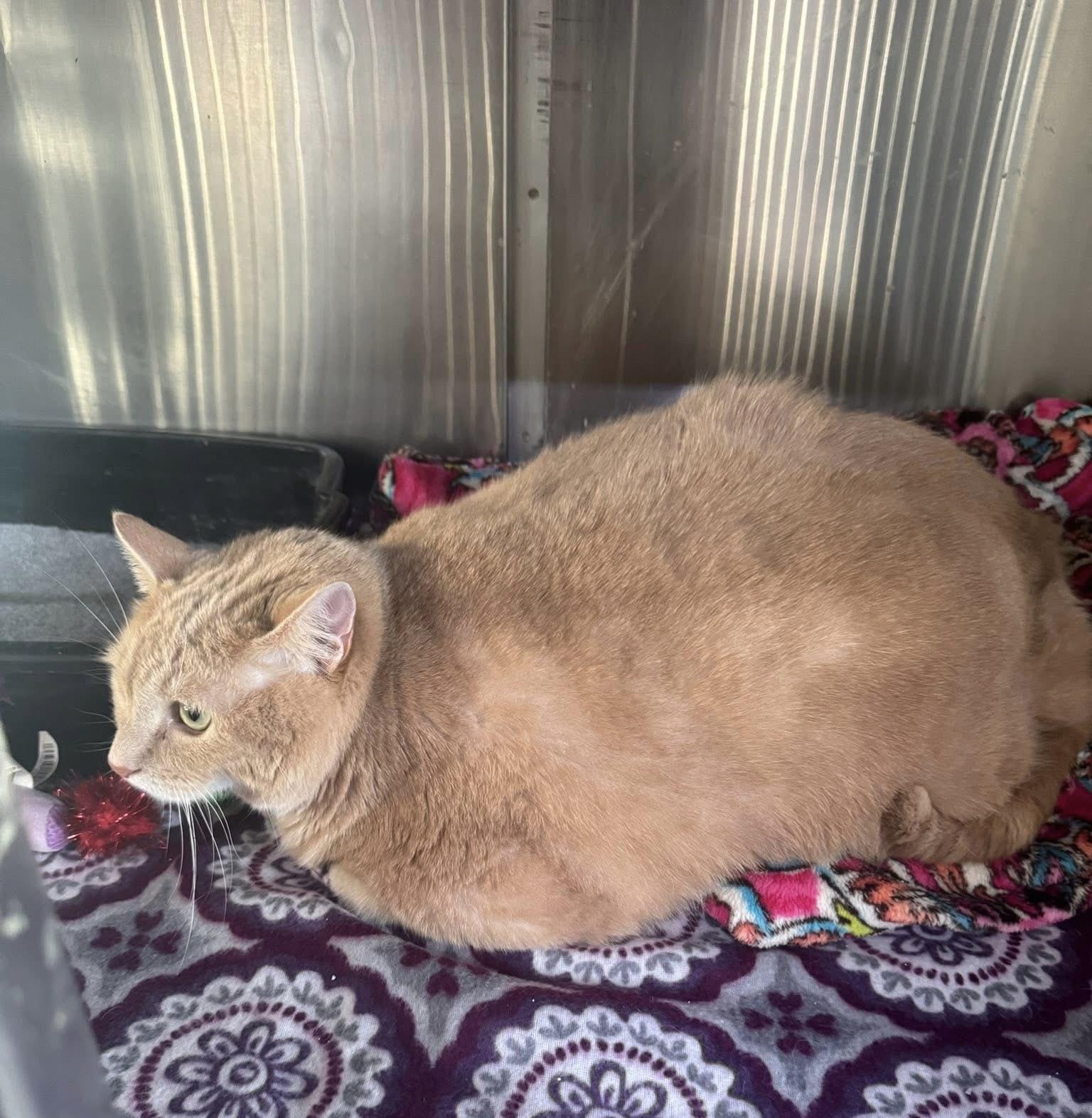 Carson, ADOPTABLE, Senior Male Domestic Medium Hair.