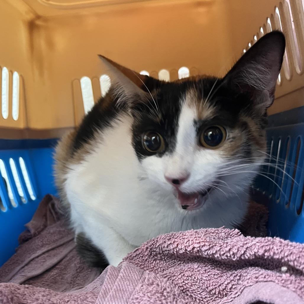 Enlarge Lila, a Adoptable Domestic Short Hair in Edinburg, TX image 1/2