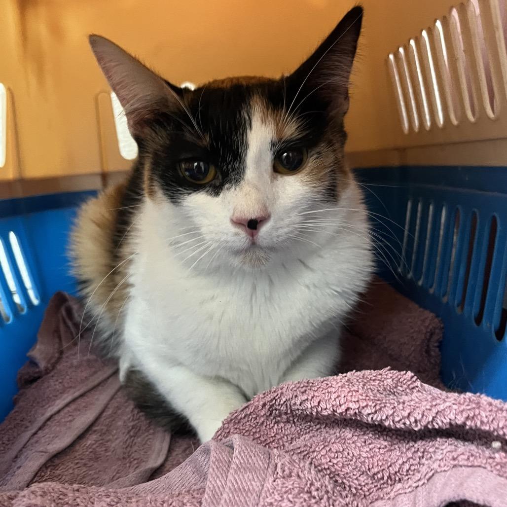 Enlarge Lila, a Adoptable Domestic Short Hair in Edinburg, TX image 2/2