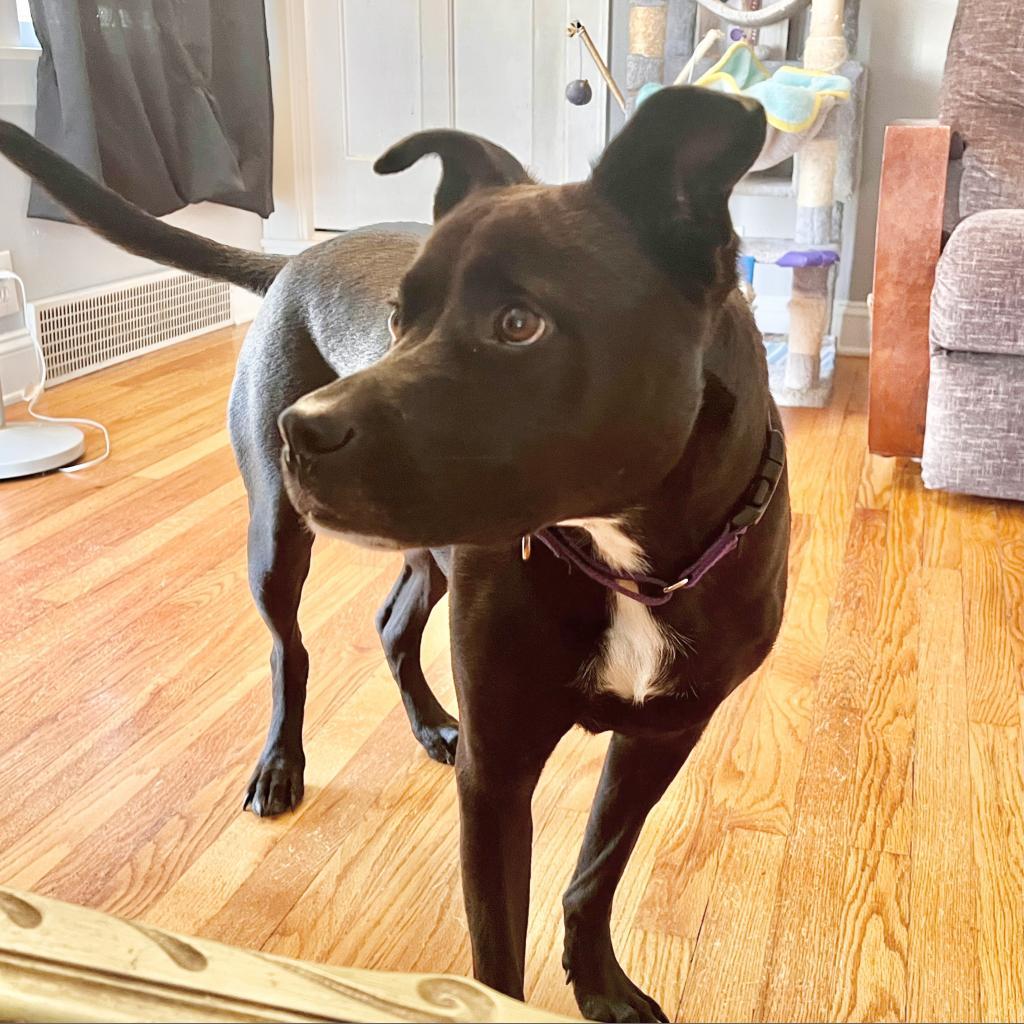 Enlarge Diamond, a Adoptable mixed breed in Shawnee, KS image 1/6