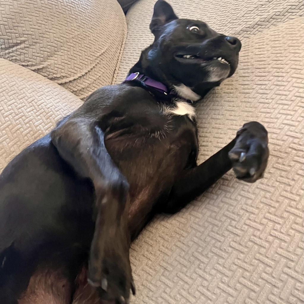 Enlarge Diamond, a Adoptable mixed breed in Shawnee, KS image 2/6