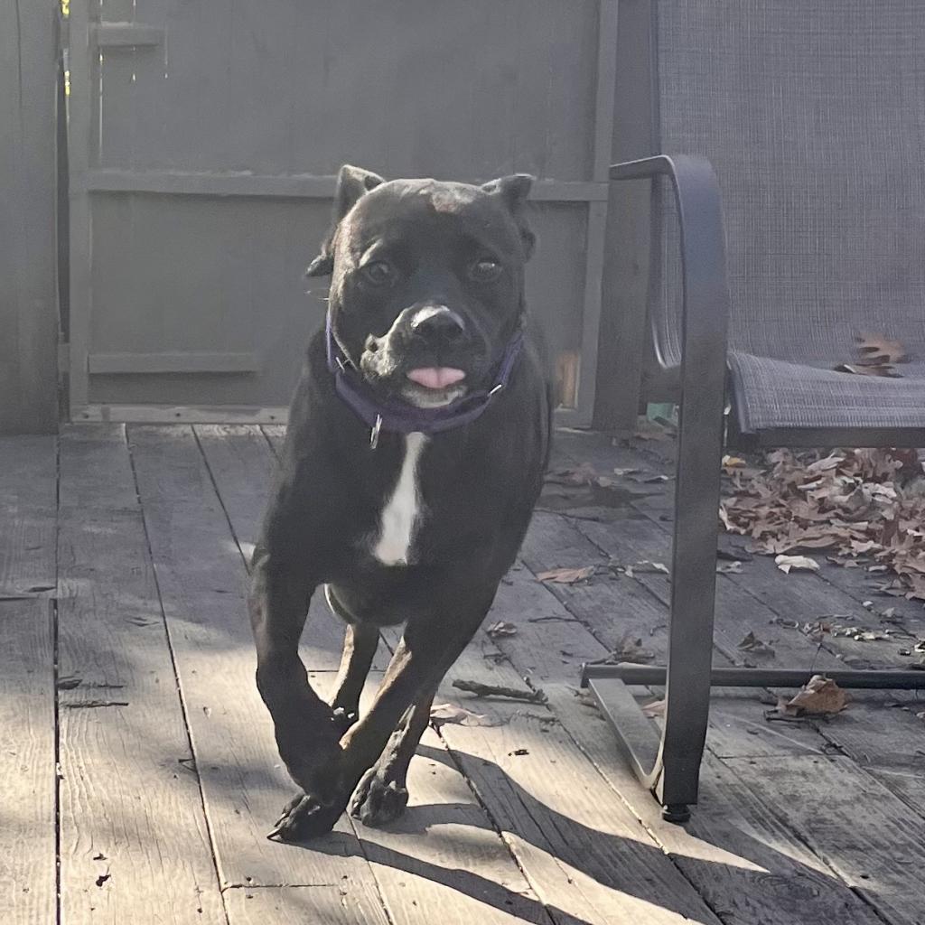 Enlarge Diamond, a Adoptable mixed breed in Shawnee, KS image 3/6