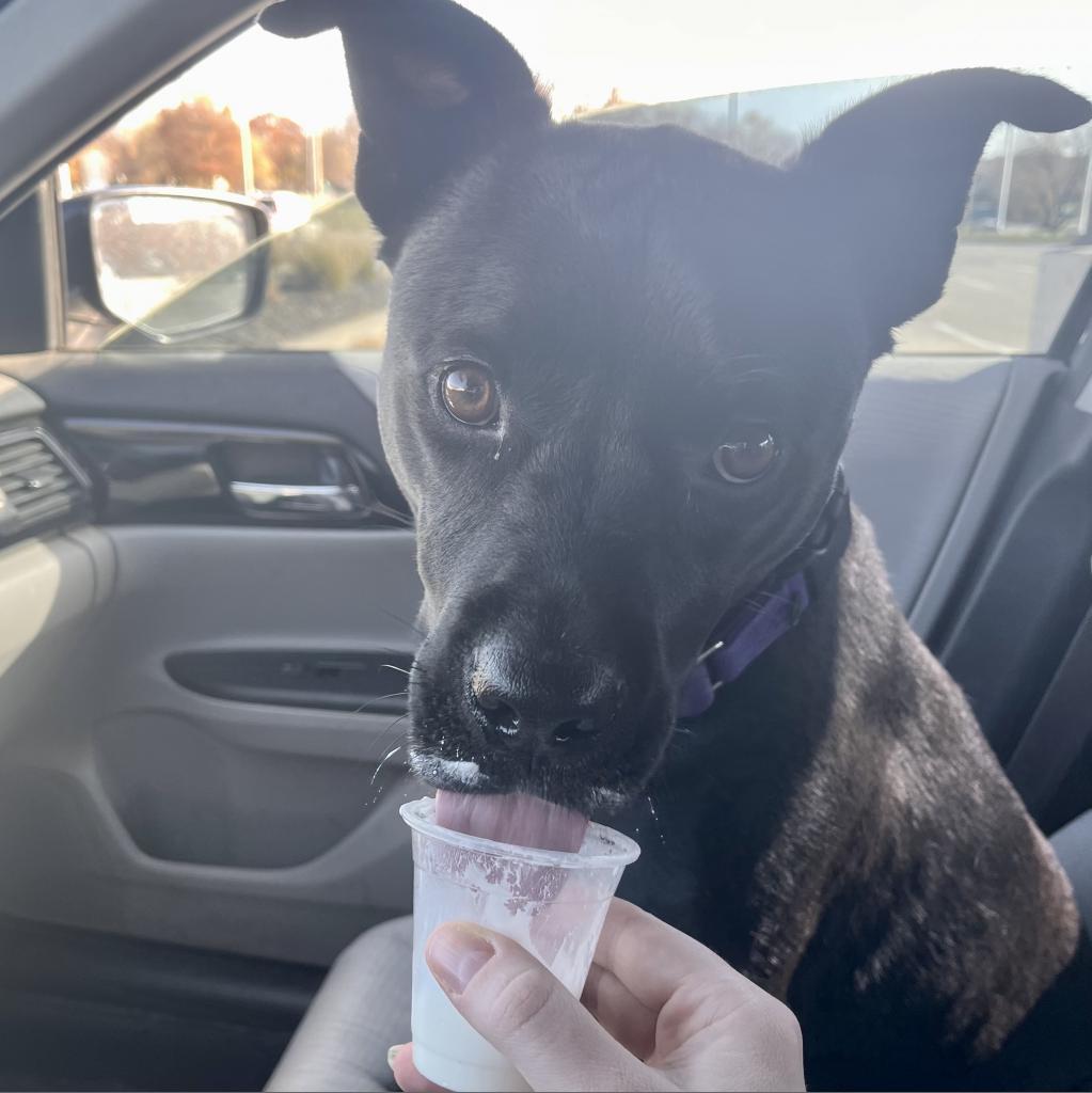 Enlarge Diamond, a Adoptable mixed breed in Shawnee, KS image 4/6