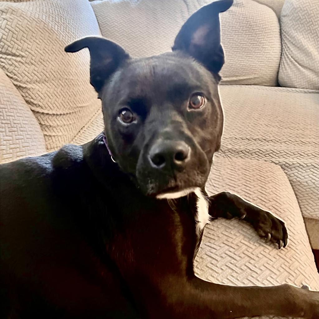 Enlarge Diamond, a Adoptable mixed breed in Shawnee, KS image 5/6