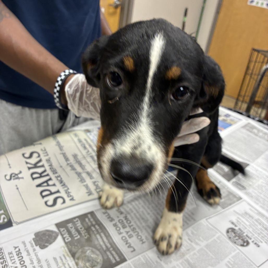 Cliff - 080407U, Adoptable, Puppy Male Hound & Mixed Breed.