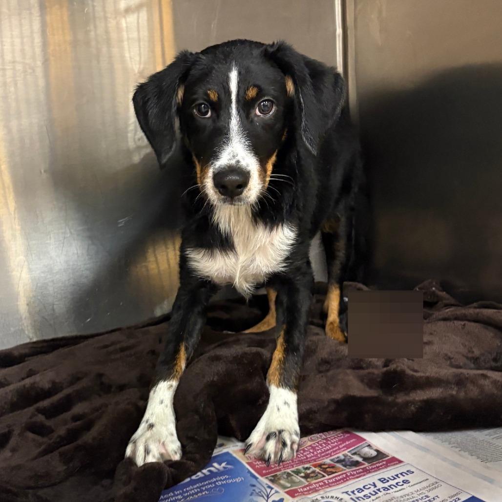 Enlarge Cliff - 080407U, a Adoptable mixed breed in Tupelo, MS image 2/2