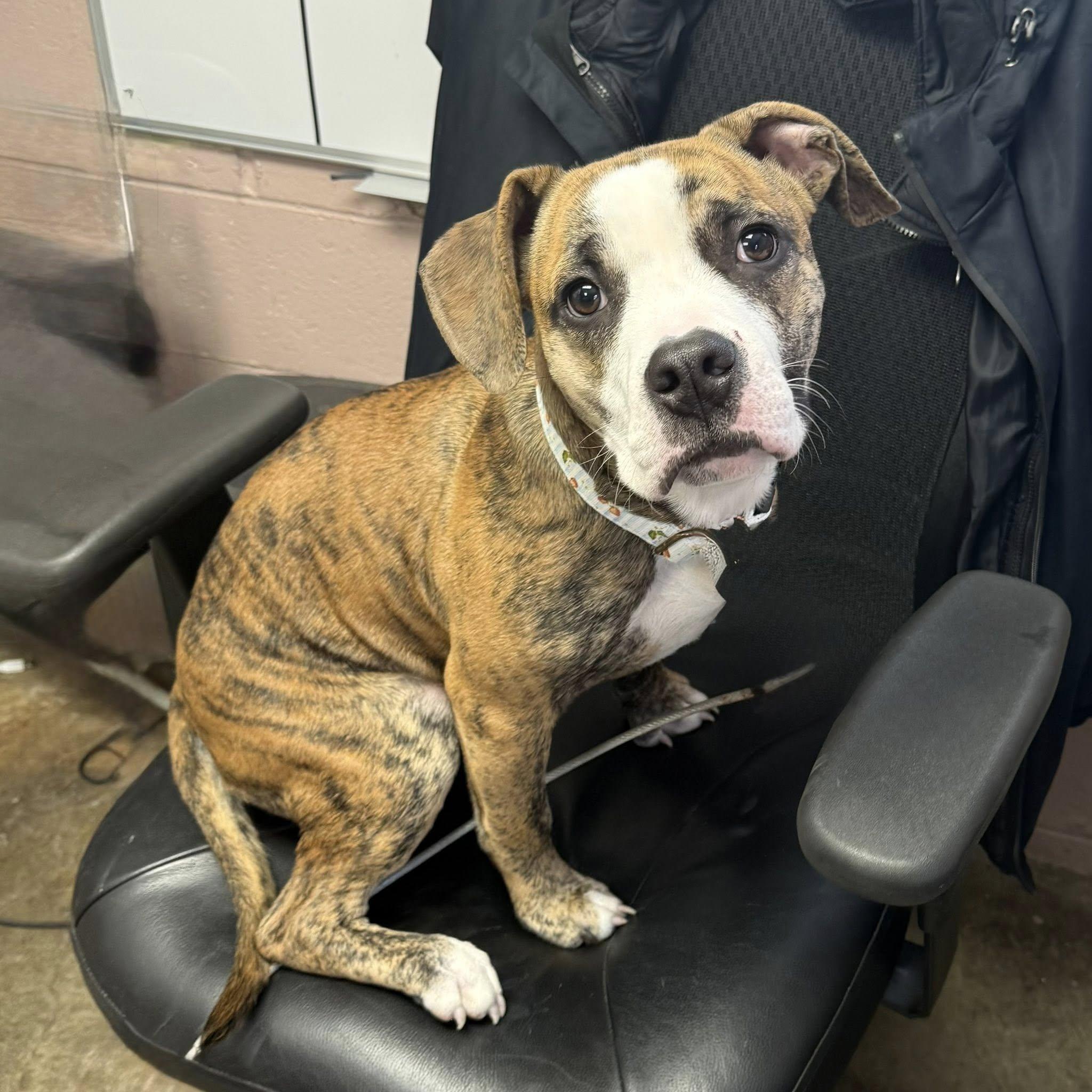 TIGER, an adopted mixed breed in Cadiz, OH image 2/3