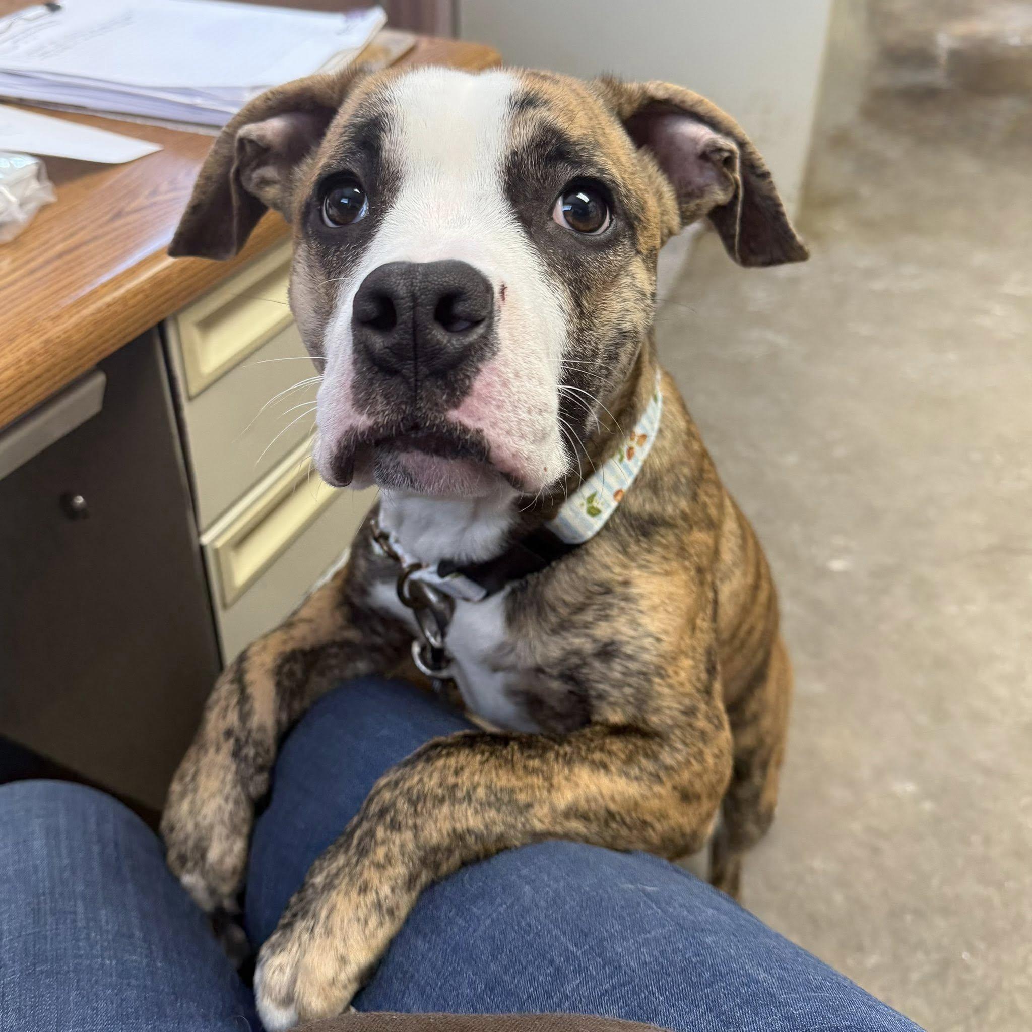 TIGER, an adopted mixed breed in Cadiz, OH image 1/3