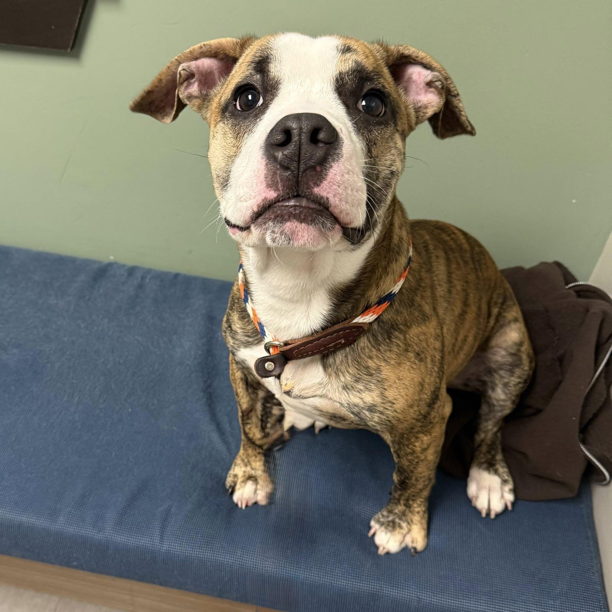 TIGER, an adopted mixed breed in Cadiz, OH image 3/3