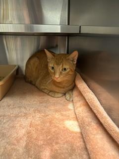 TONY, Adoptable, Adult Male Domestic Short Hair.