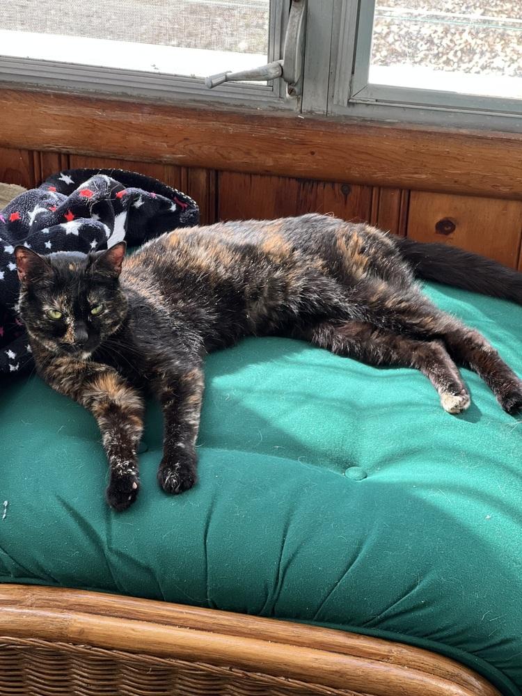 Pearl, Adoptable, Adult Female Domestic Short Hair & Domestic Short Hair.