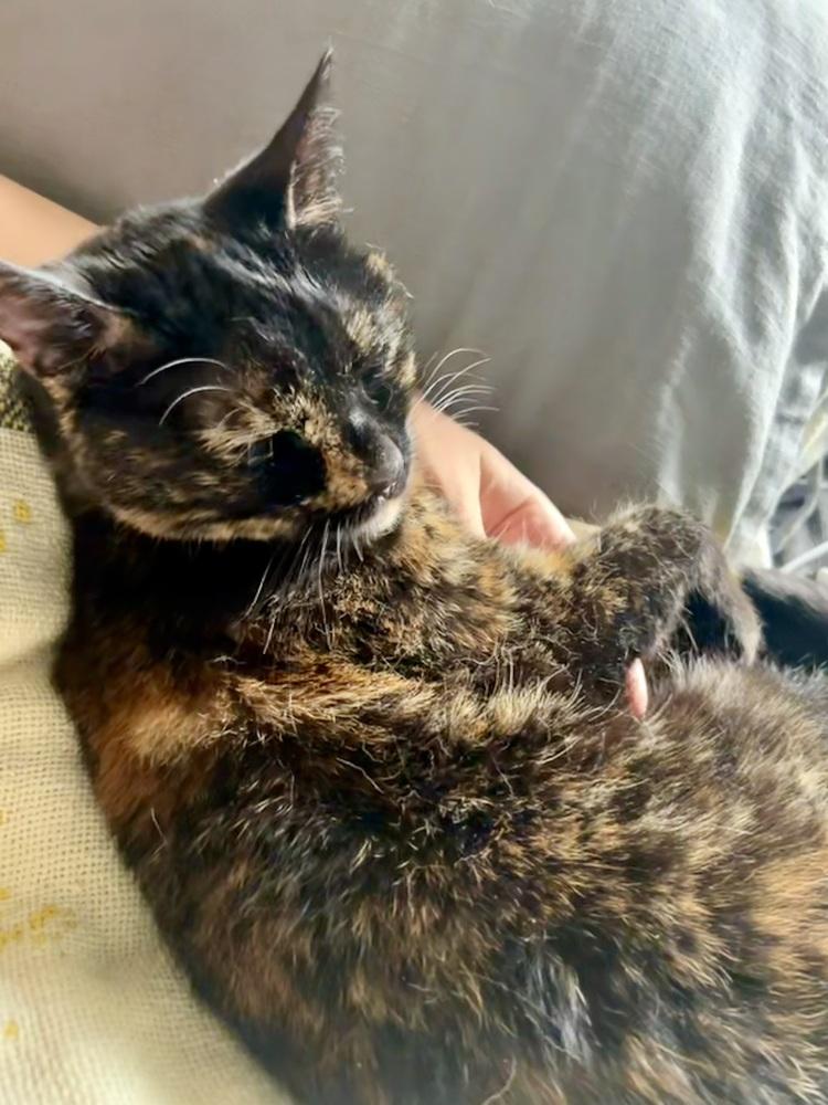 Pearl, a Adoptable mixed breed in Ferndale, MI image 2/6