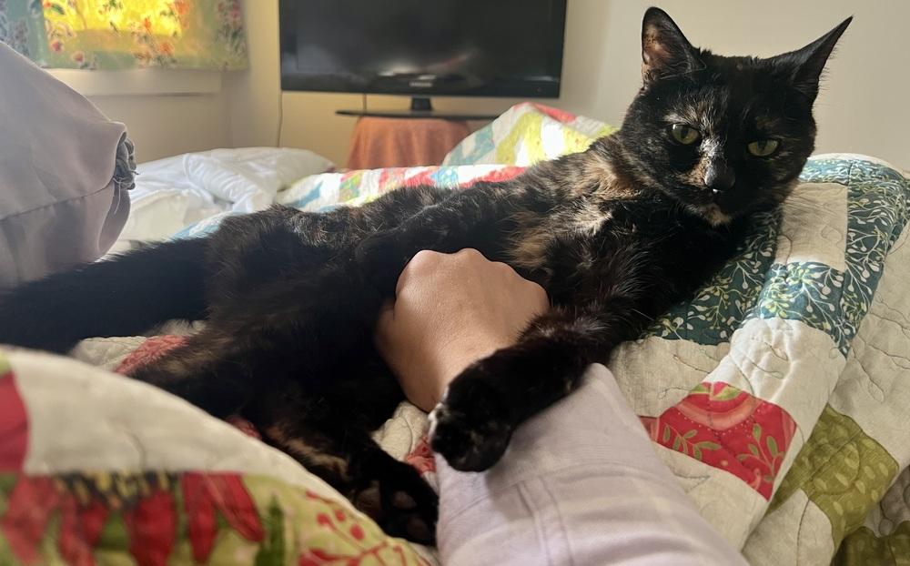 Pearl, a Adoptable mixed breed in Ferndale, MI image 3/6