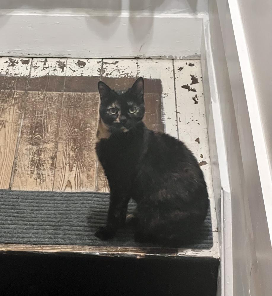 Pearl, a Adoptable mixed breed in Ferndale, MI image 4/6