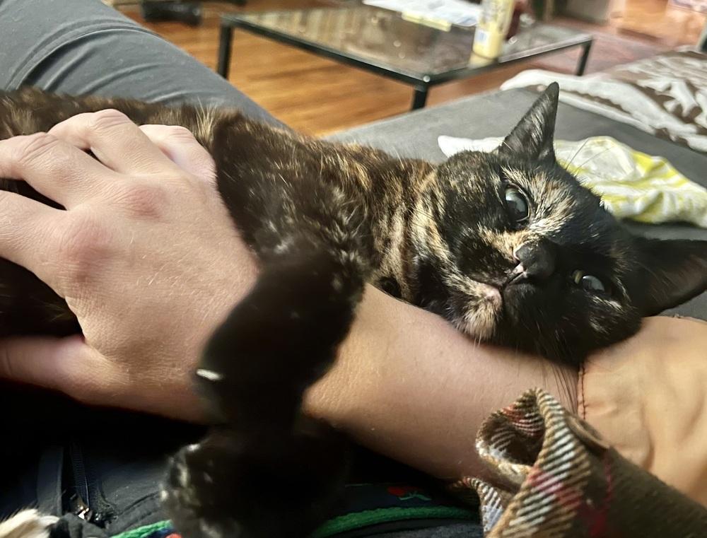 Pearl, a Adoptable mixed breed in Ferndale, MI image 5/6