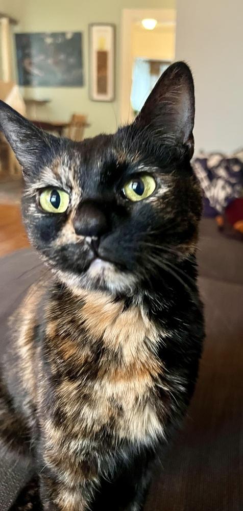 Pearl, a Adoptable mixed breed in Ferndale, MI image 6/6