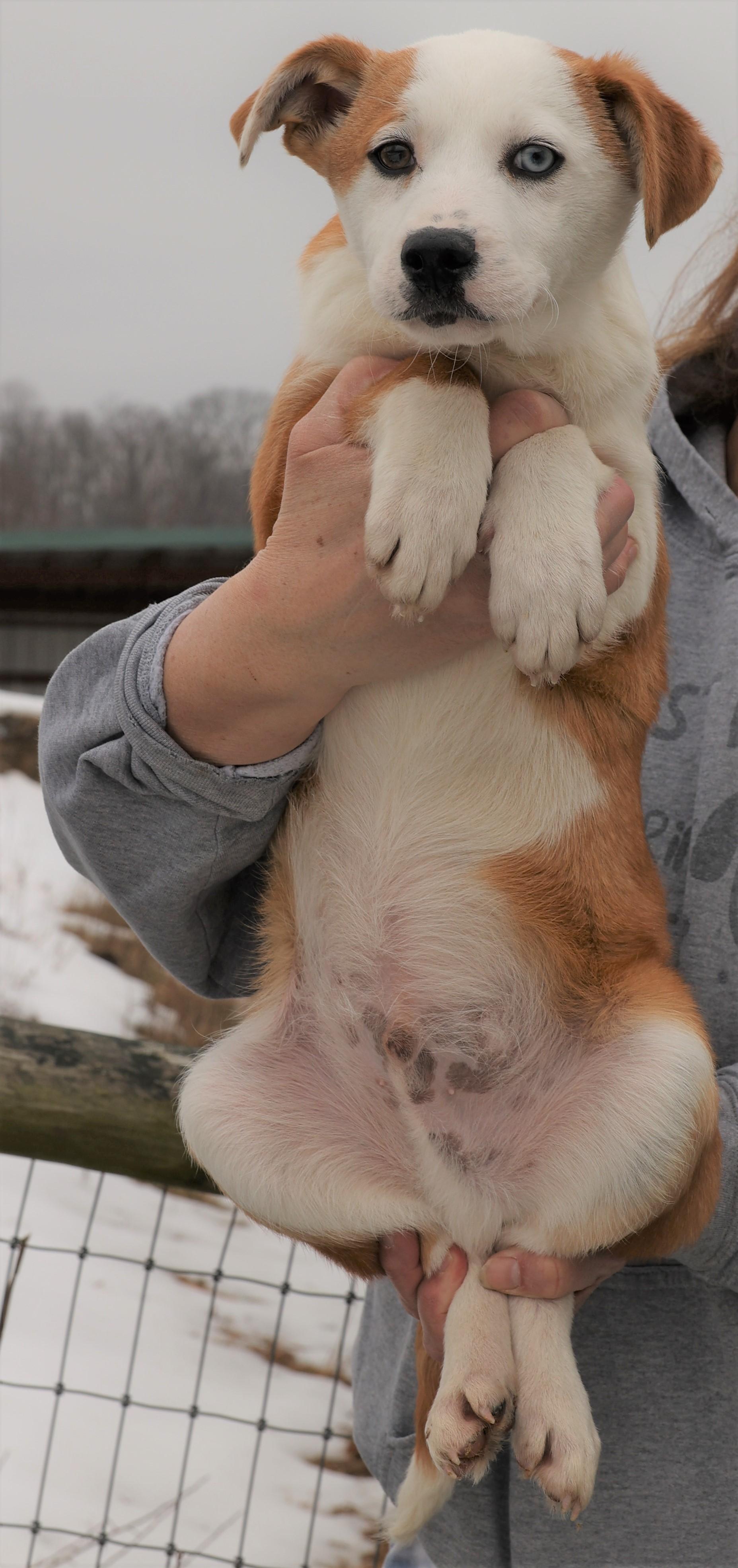 Isaac-Available 3/1@Petsmart! www.lhar.dog to apply! , an adoptable mixed breed in Frederick, MD image 5/5