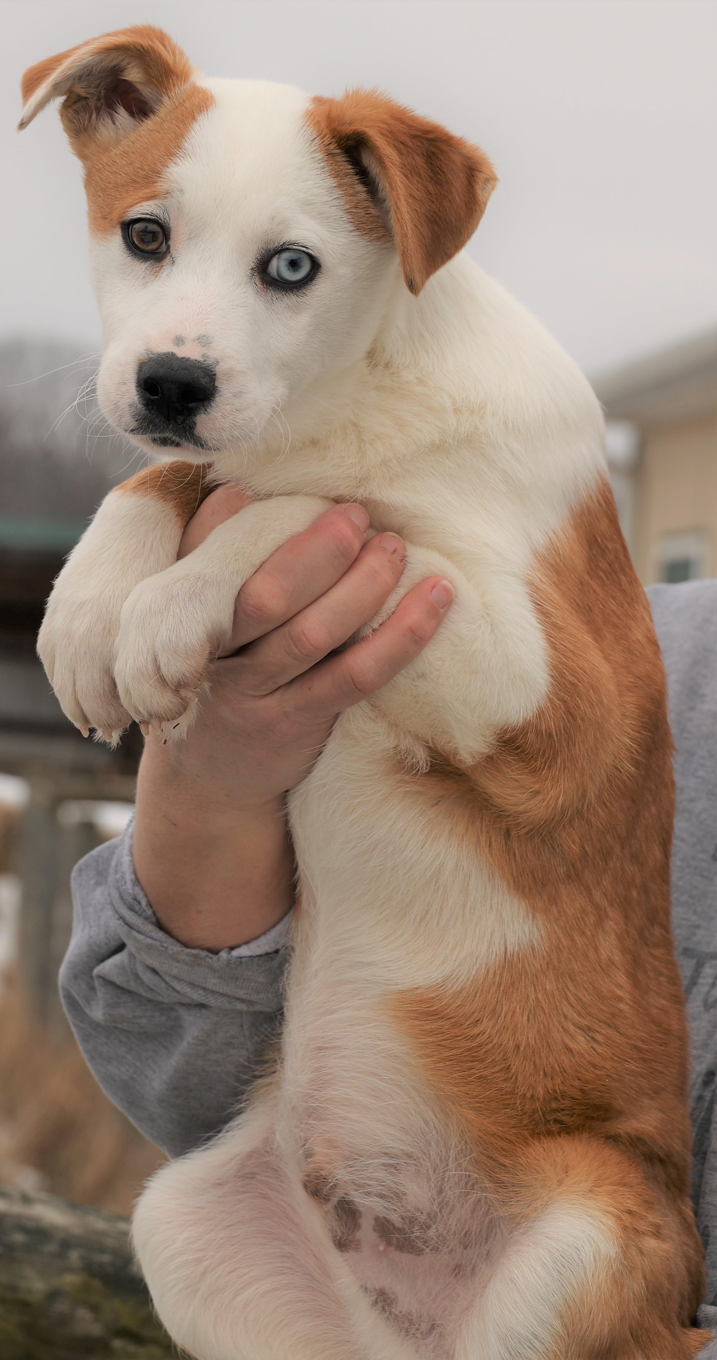 Isaac-Available 3/1@Petsmart! www.lhar.dog to apply! , an adoptable mixed breed in Frederick, MD image 3/5