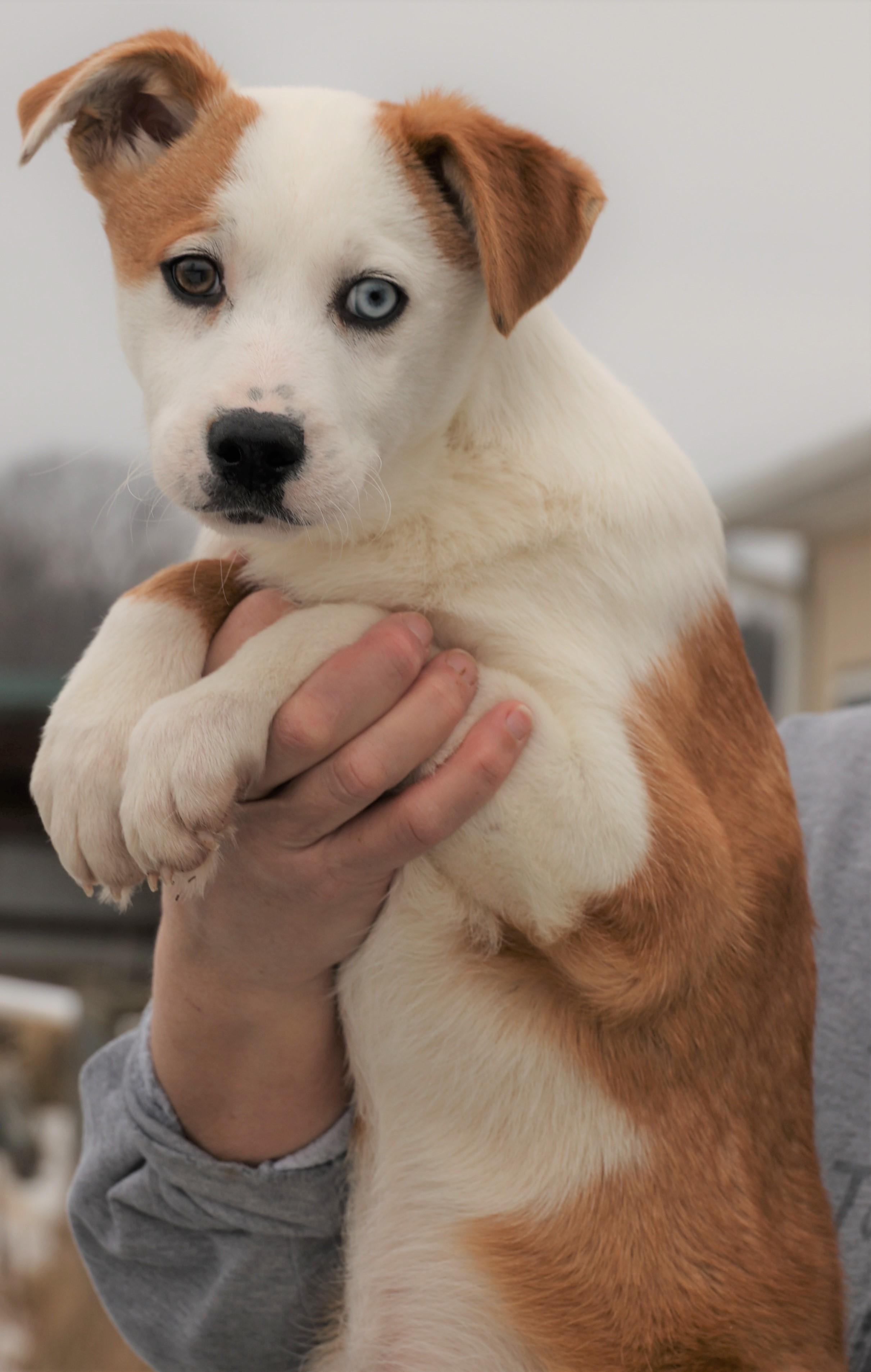 Isaac-Available 3/1@Petsmart! www.lhar.dog to apply! , an adoptable mixed breed in Frederick, MD image 2/5