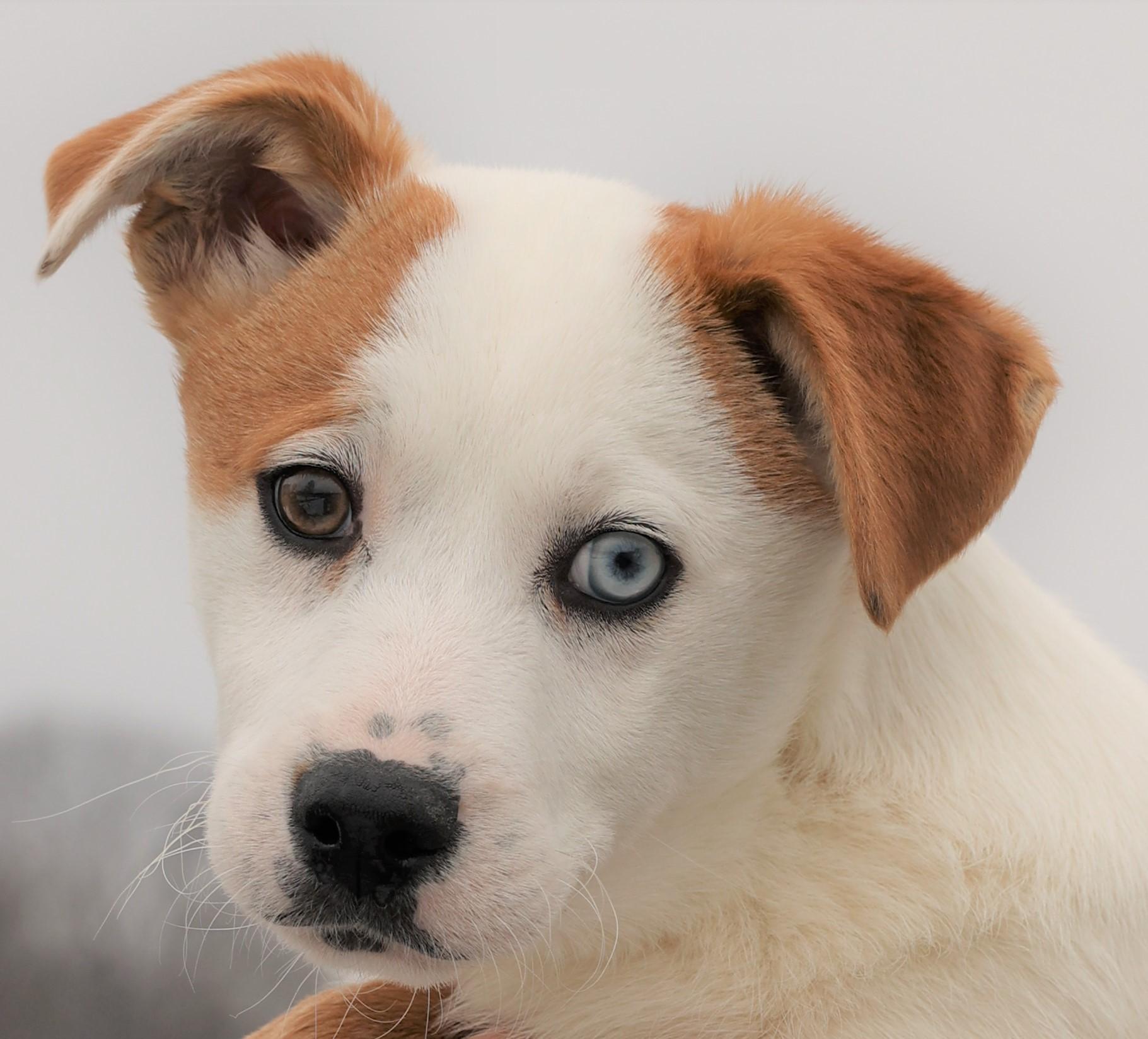 Isaac-Available! www.lhar.dog to apply! , adoptable, Puppy Male Collie & Husky.