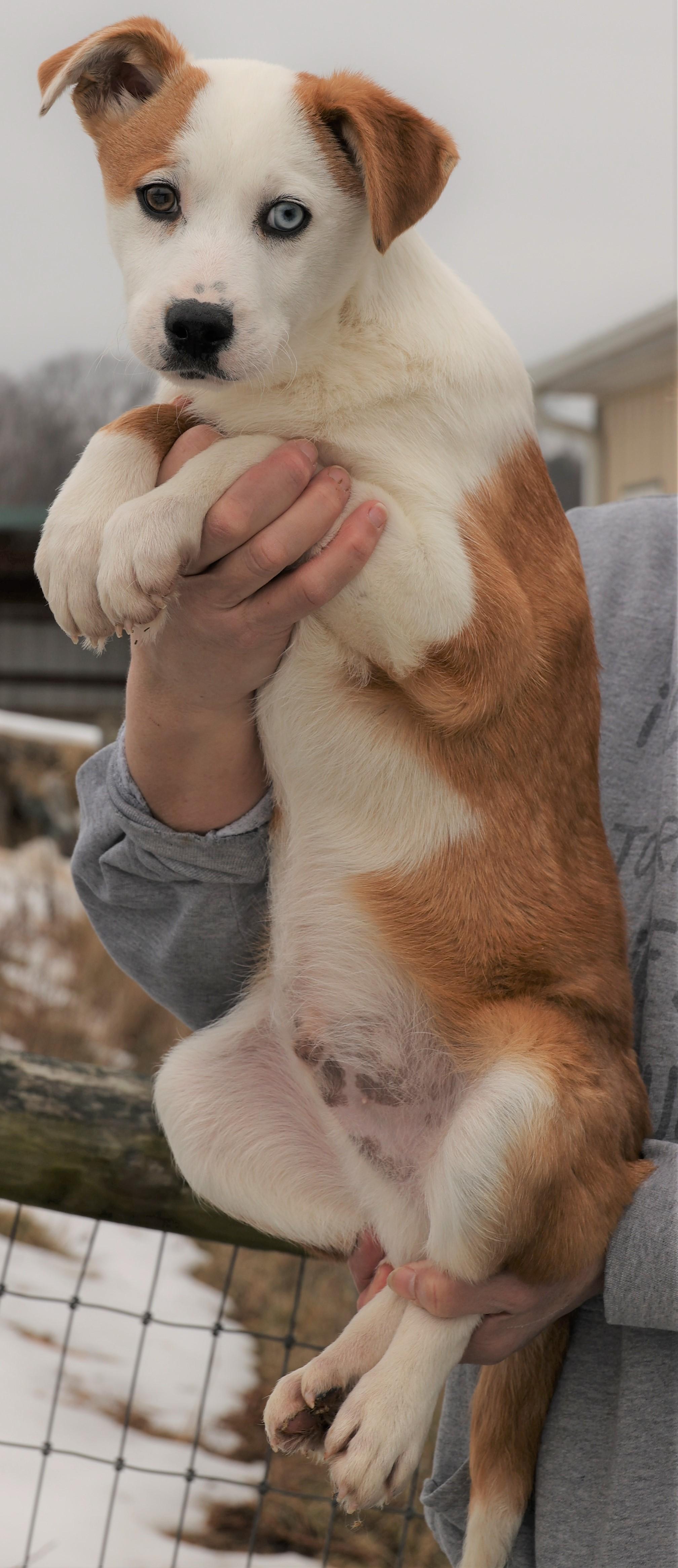 Isaac-Available 3/1@Petsmart! www.lhar.dog to apply! , an adoptable mixed breed in Frederick, MD image 4/5