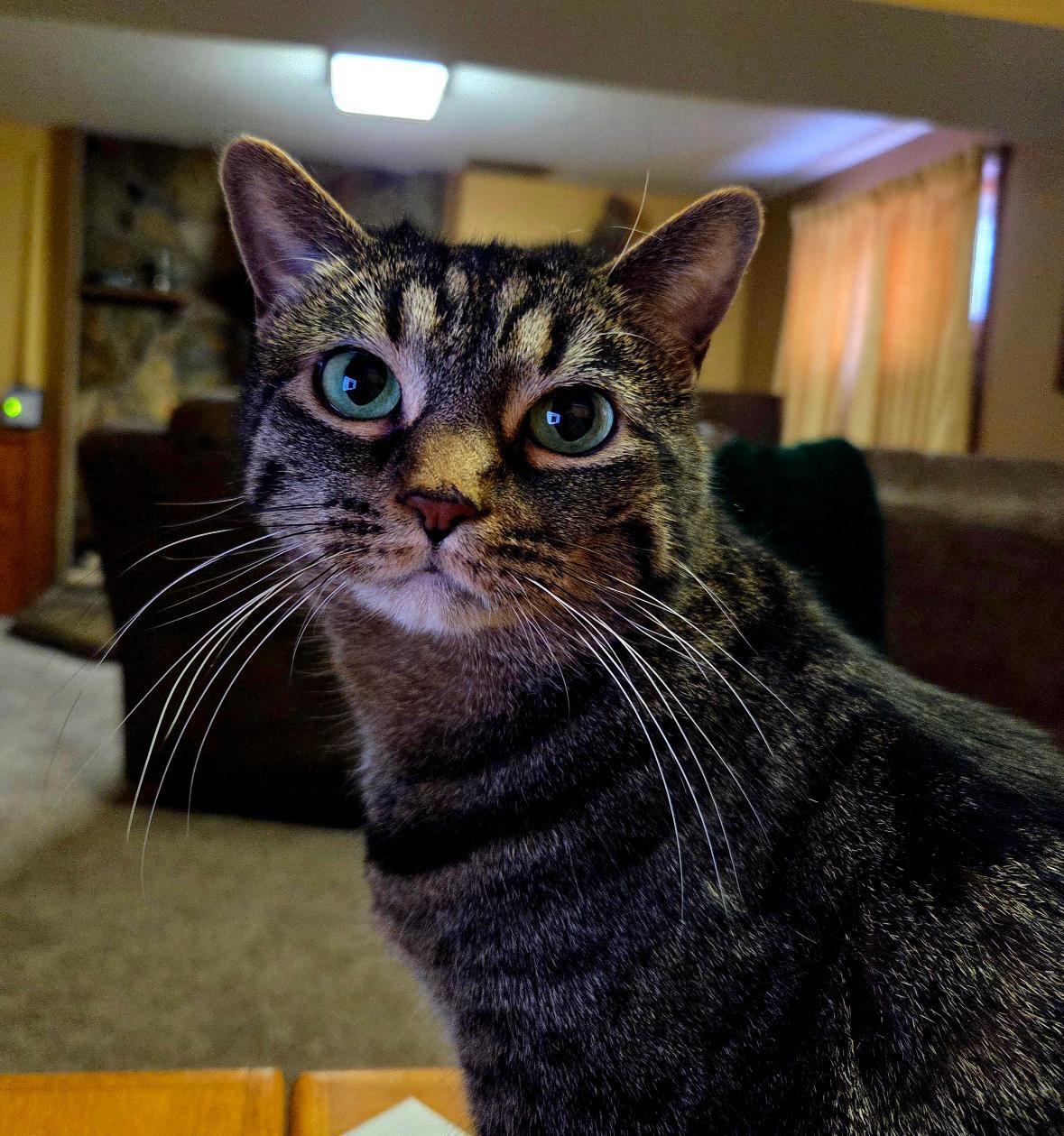 Enlarge Rue, a Adoptable mixed breed in Williamsburg, IA image 1/1