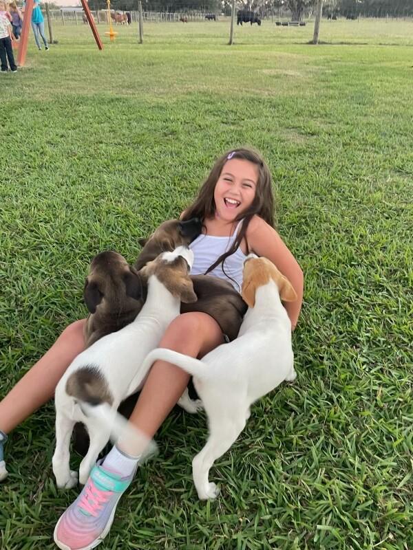 Enlarge Indy Douglas, an adopted mixed breed in Homestead, PA image 5/6