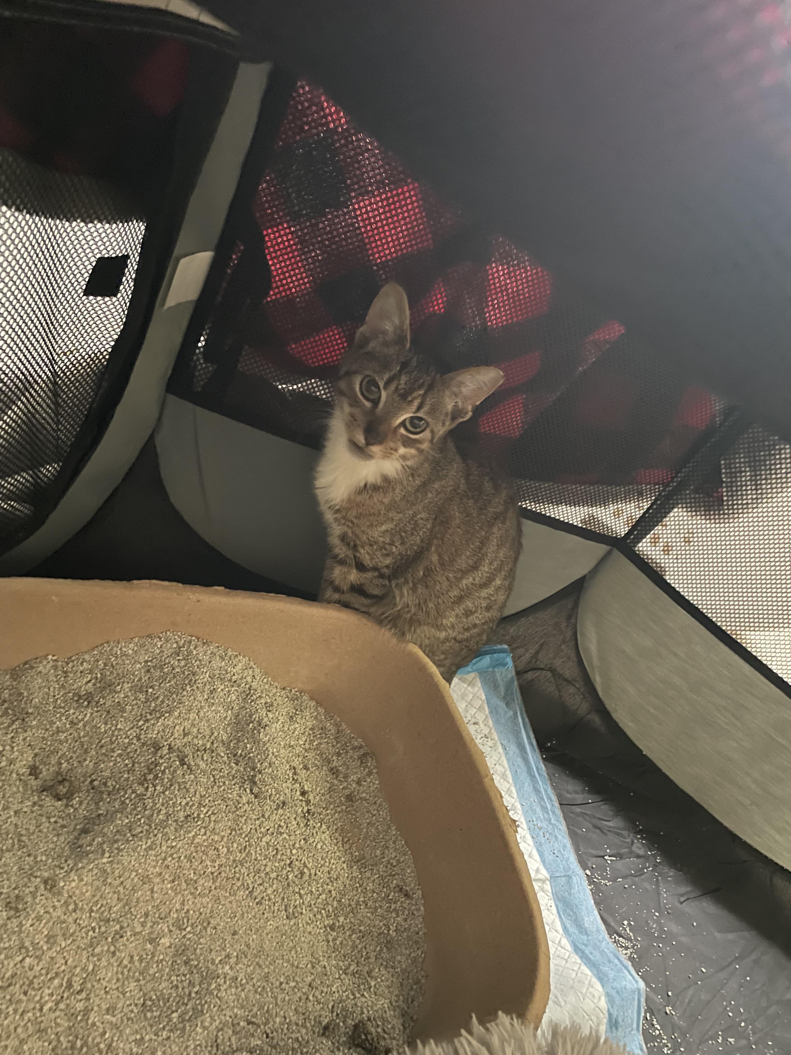 Mittens-TNR, Adopted, Young Male Domestic Short Hair.