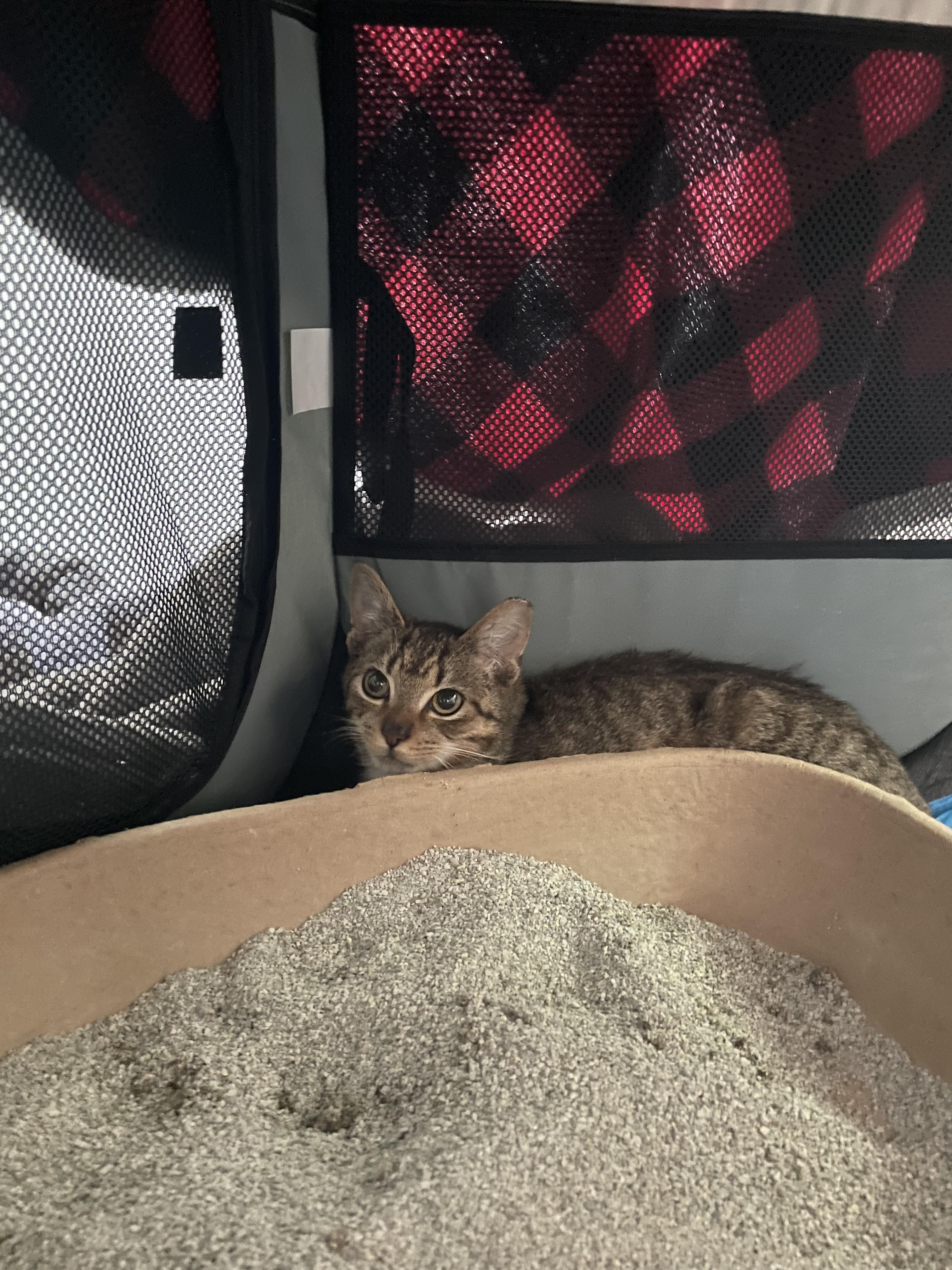 Enlarge Mittens-TNR, a Adopted Domestic Short Hair in Davidson, NC image 2/2