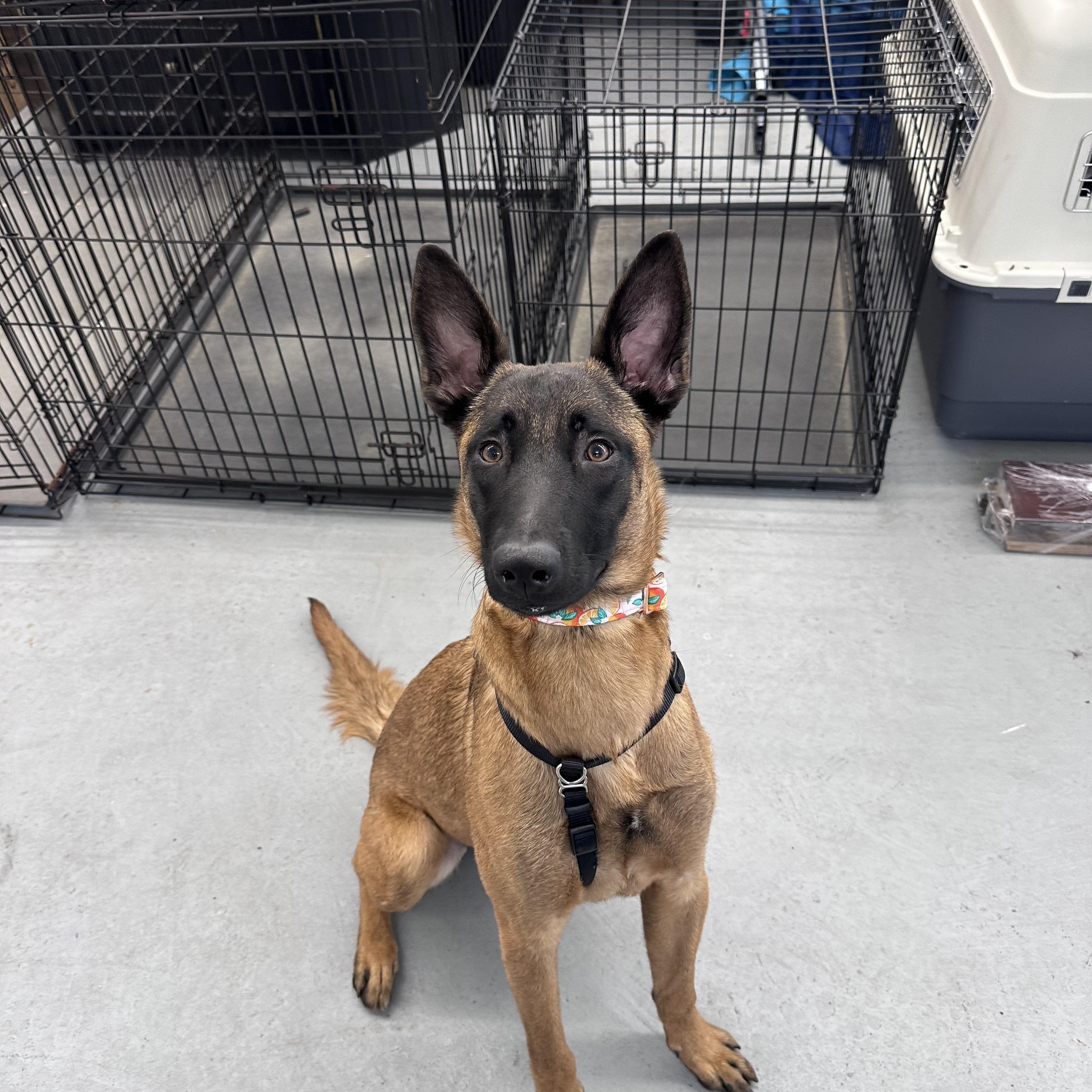Enlarge Kona, an adopted Belgian Shepherd / Malinois in New Rochelle, NY image 1/6