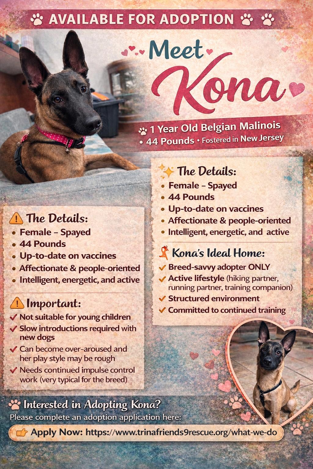 Enlarge Kona, an adopted Belgian Shepherd / Malinois in New Rochelle, NY image 2/6