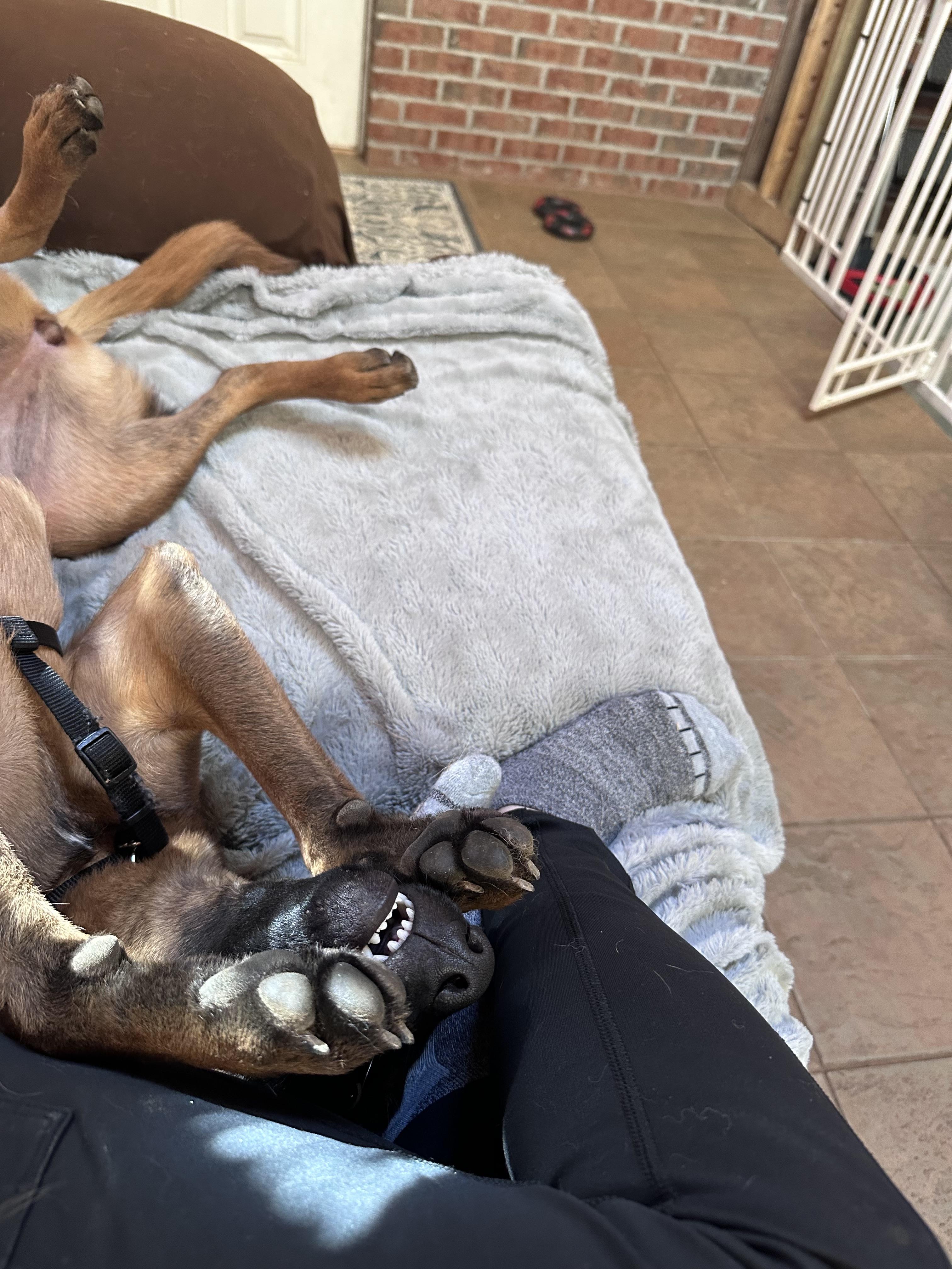 Enlarge Kona, an adopted Belgian Shepherd / Malinois in New Rochelle, NY image 6/6