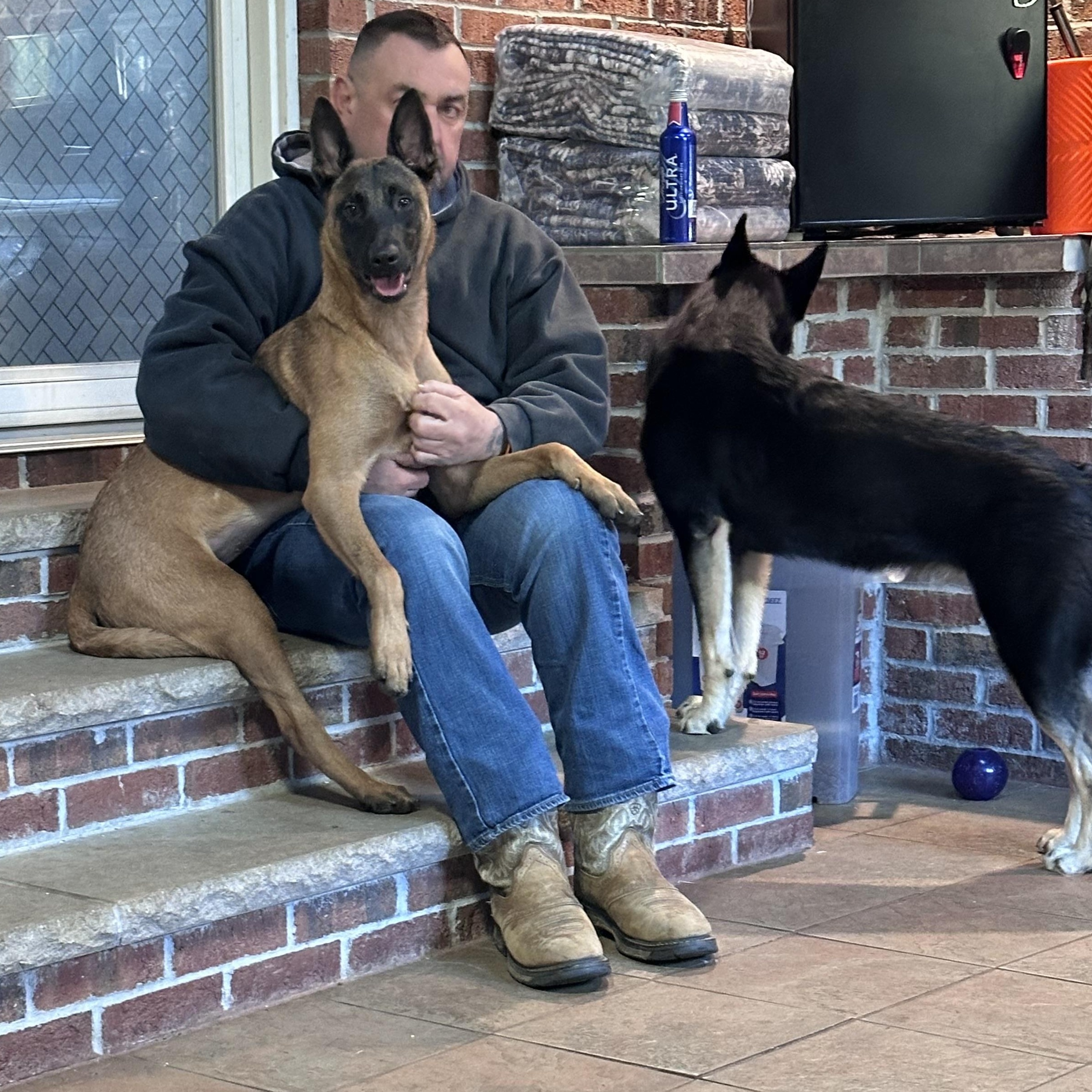 Enlarge Kona, an adopted Belgian Shepherd / Malinois in New Rochelle, NY image 5/6