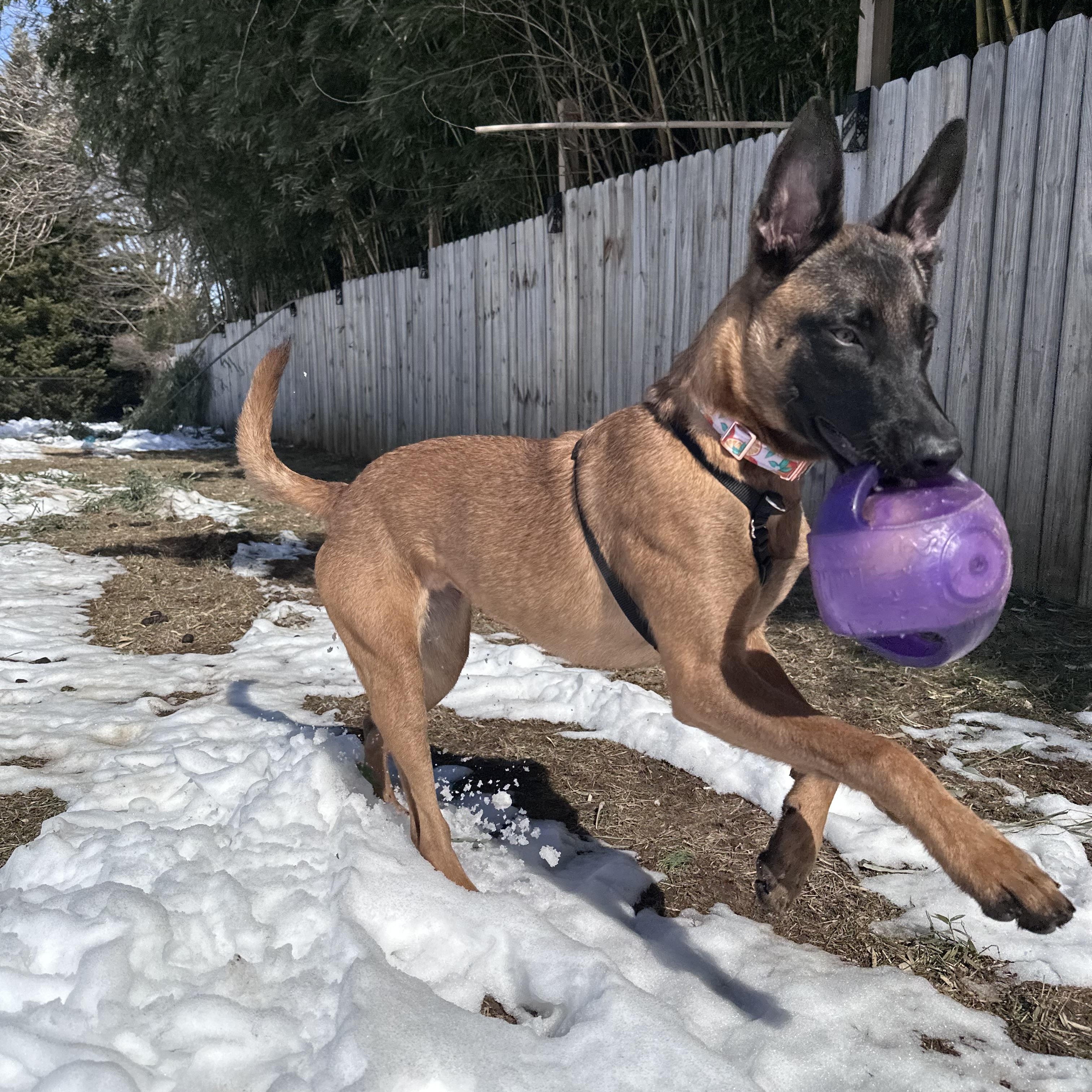 Enlarge Kona, an adopted Belgian Shepherd / Malinois in New Rochelle, NY image 3/6
