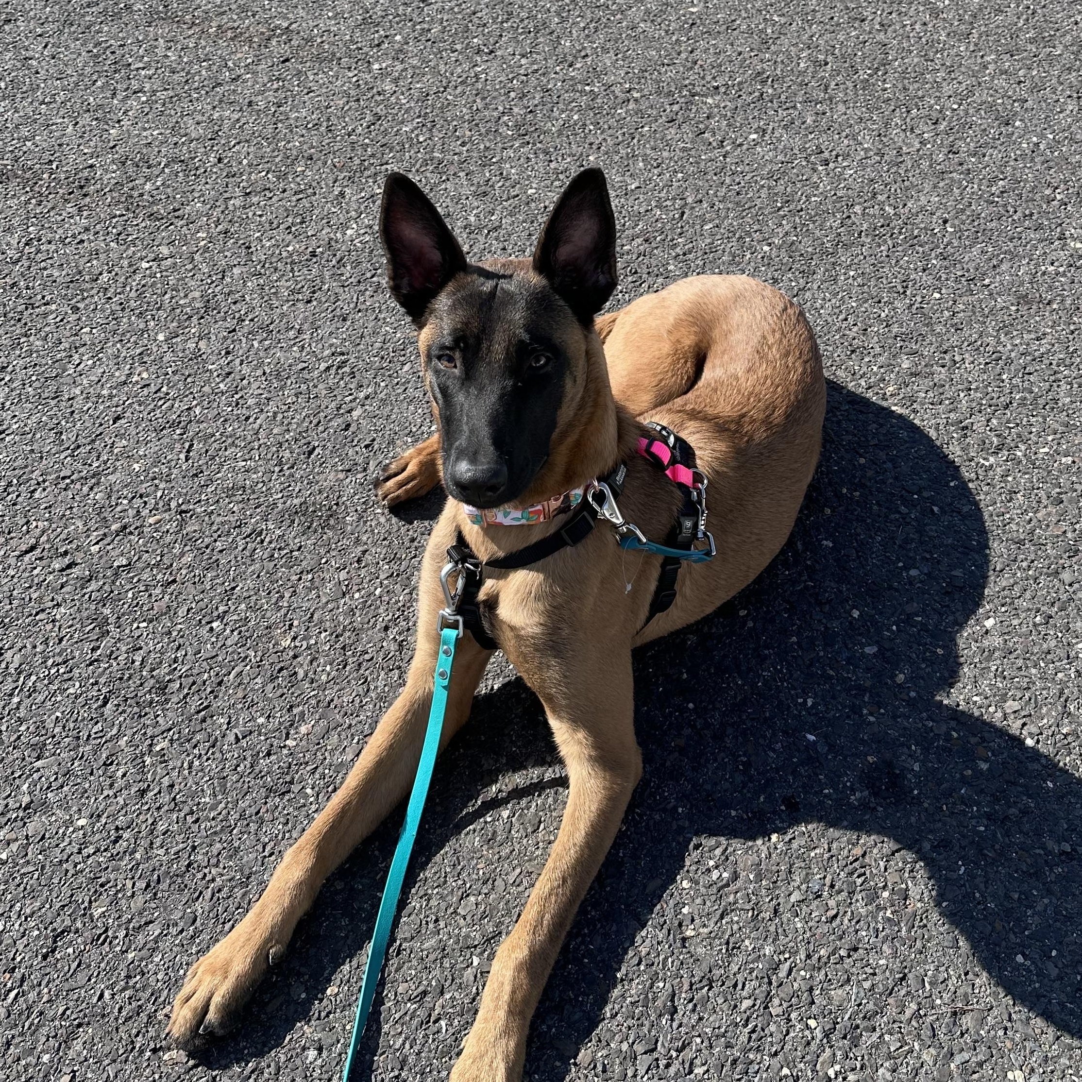 Enlarge Kona, an adopted Belgian Shepherd / Malinois in New Rochelle, NY image 4/6