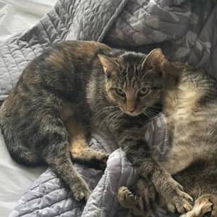 Bailey — thumbnail 3