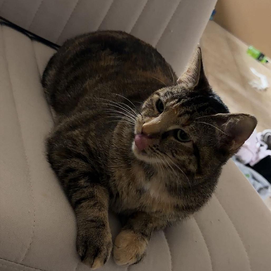 Bailey — thumbnail 4