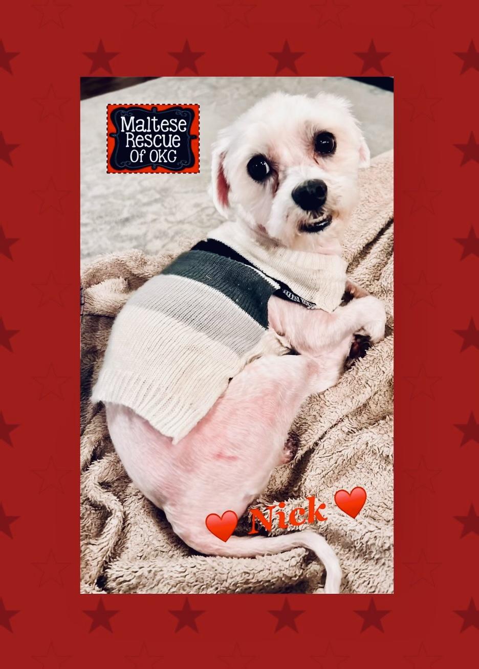 Enlarge Nick, a Adopted Maltese in Oklahoma City, OK image 1/1