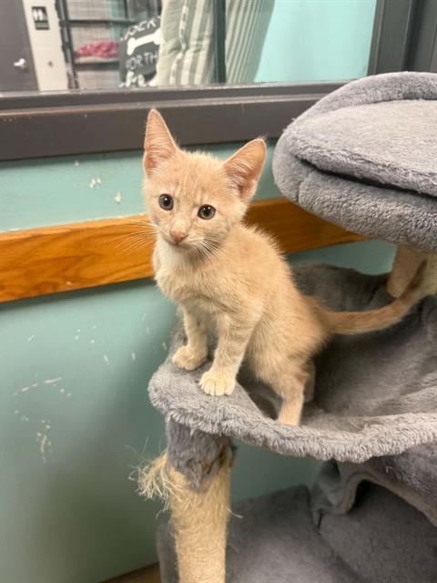 FUDGEROUND, Adoptable, Kitten Male Domestic Short Hair.