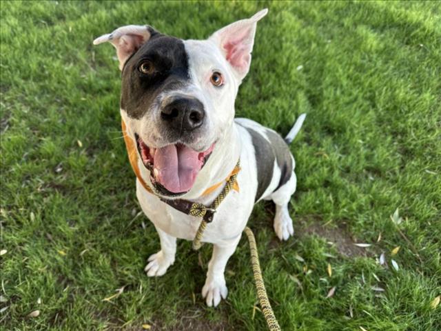 NESS, Adoptable, Adult Male Pit Bull Terrier.