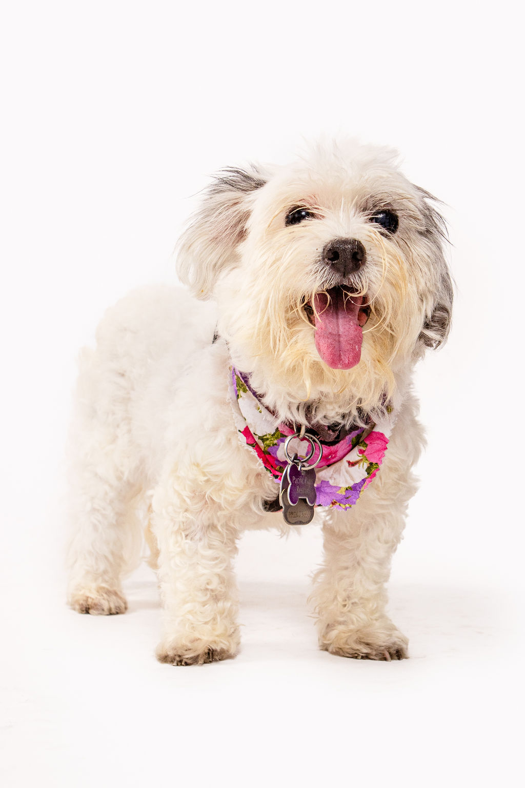 Princesa, a Adoptable mixed breed in Marina Del Rey, CA image 1/14
