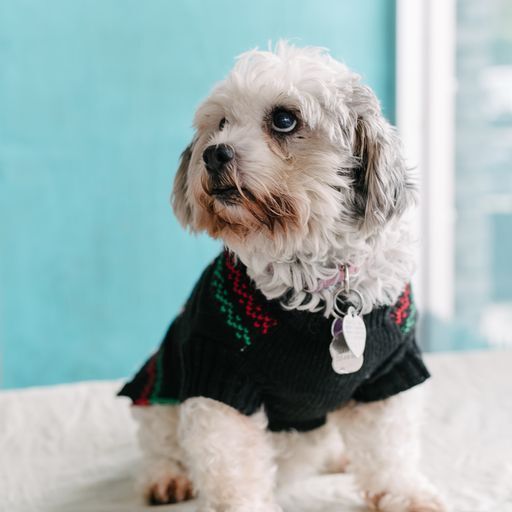 Enlarge Princesa, a Adoptable mixed breed in Marina Del Rey, CA image 10/14