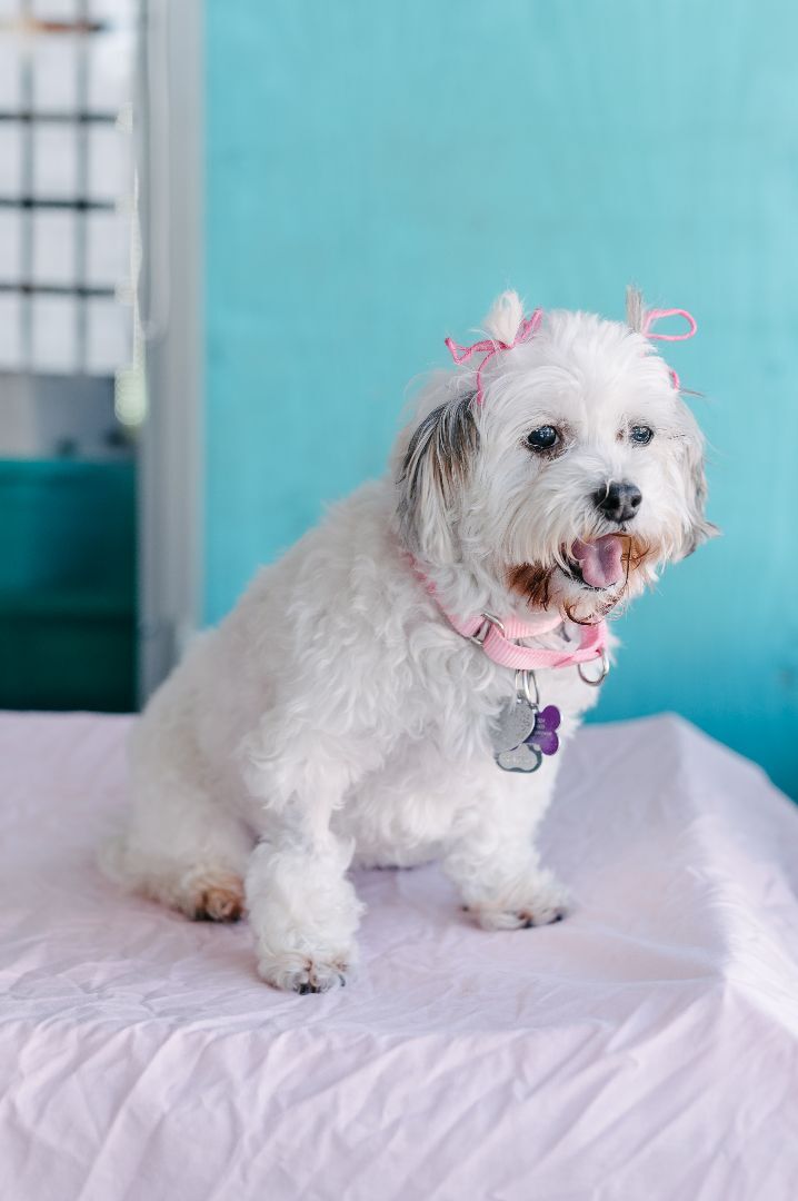 Enlarge Princesa, a Adoptable mixed breed in Marina Del Rey, CA image 11/14