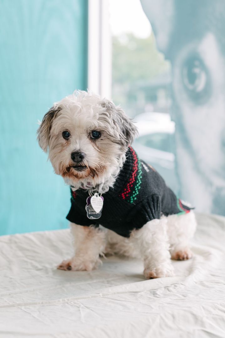 Enlarge Princesa, a Adoptable mixed breed in Marina Del Rey, CA image 12/14