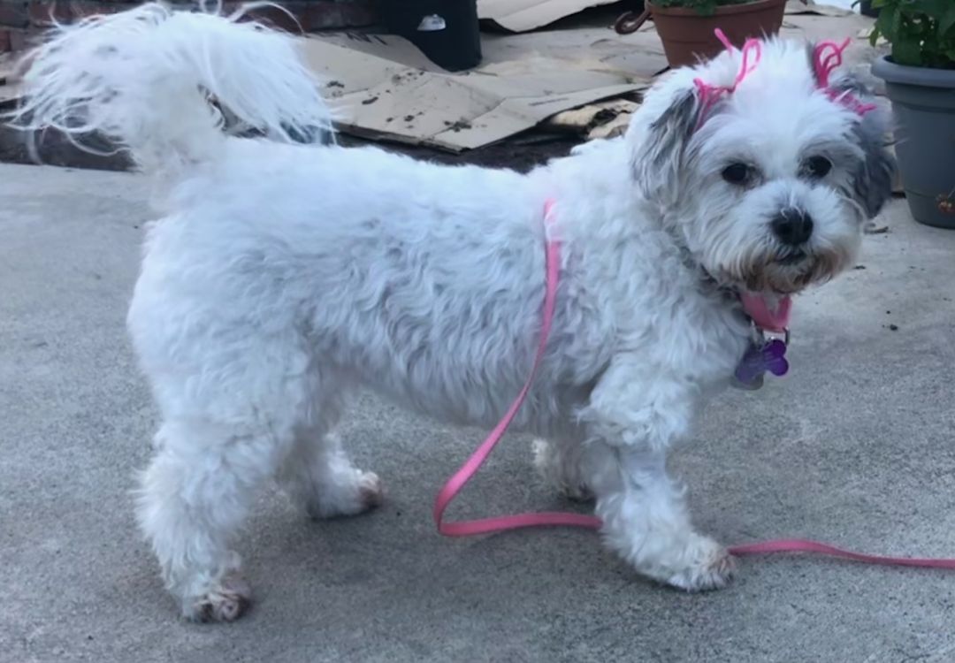 Enlarge Princesa, a Adoptable mixed breed in Marina Del Rey, CA image 13/14