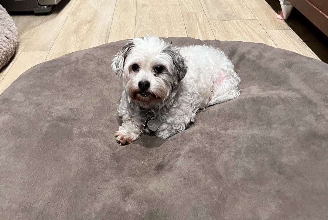 Enlarge Princesa, a Adoptable mixed breed in Marina Del Rey, CA image 14/14