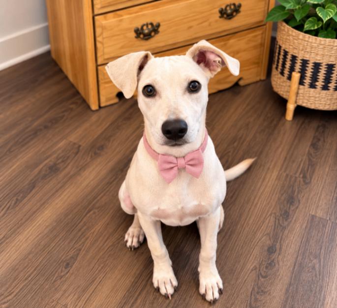 Enlarge Nina Mia Bo Bina, a Adoptable mixed breed in Friendswood, TX image 4/6